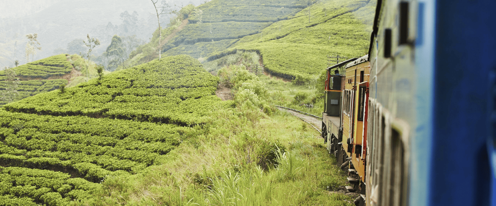 Steeped Travels Hero