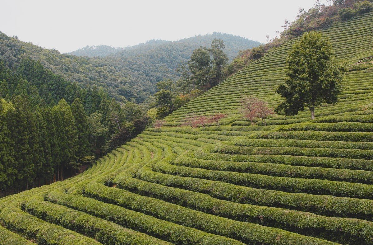 Terraced green tea fields in Boseong, South Korea