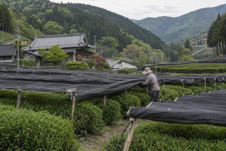 Tea rows under black shade cloth in Wazuka near Uji, with a worker adjusting the cover in spring