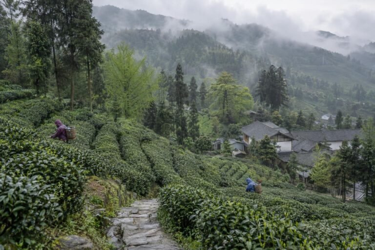 Terraced tea rows on a misty, rain-damp hillside at Mengding Mountain in Sichuan, with two distant pickers carrying bamboo baskets and a stone path between the bushes.