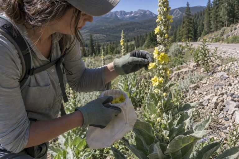 Gloved hands picking yellow flowers from a tall woolly mullein spike on a dry mountain slope in midday summer sun