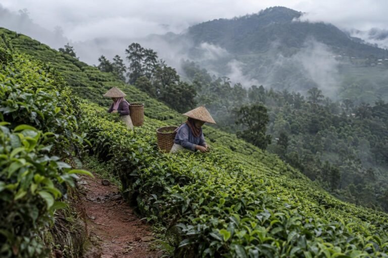 Two tea pluckers in conical hats picking leaves on a misty, steep tea slope at Gunung Mas on the Puncak Pass, West Java