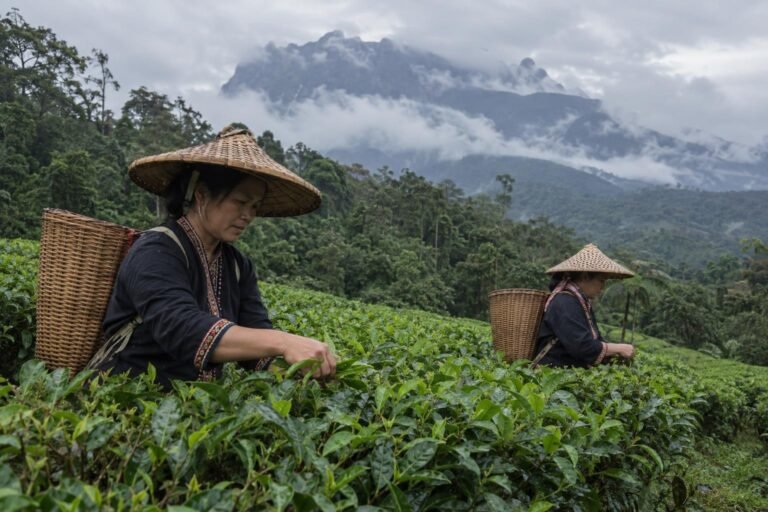 Two tea pluckers with woven baskets working rows of tea bushes at Sabah Tea Garden in Ranau, with rainforest and cloud-covered Mount Kinabalu behind on a drizzly morning