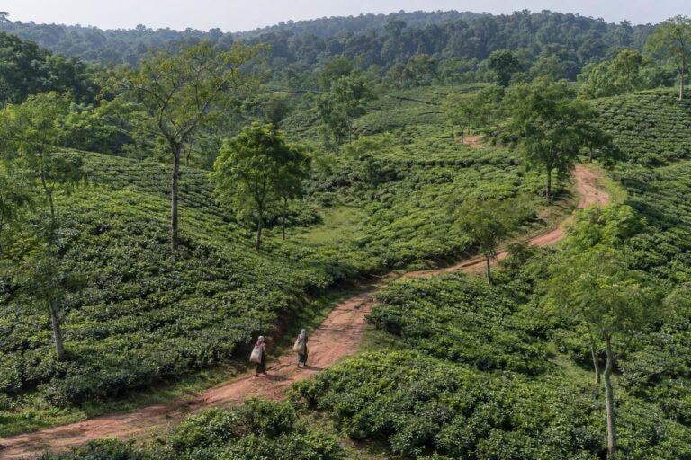 Aerial view of rolling tea-covered hills with scattered shade trees and a red-earth track where two tea pluckers walk, near Sreemangal, Bangladesh