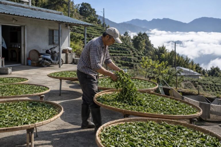 Tea farmer turning oolong leaves on bamboo withering trays in an Alishan courtyard above a sea of clouds