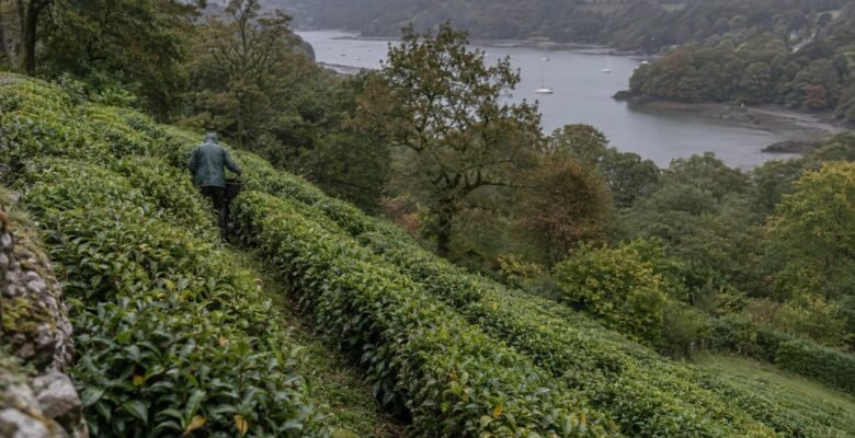 An estate worker walks between rows of tea bushes on a steep Cornish hillside above a wooded tidal creek on a drizzly autumn day